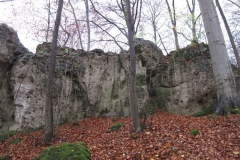 soeder_wald_10_20101110_1153856936