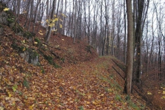 soeder_wald_17_20101110_1248919688