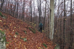 soeder_wald_18_20101110_1880478643