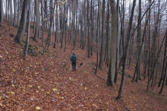 soeder_wald_19_20101110_1053156026
