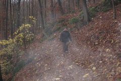 soeder_wald_20_20101110_1637915686