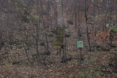 soeder_wald_29_20101110_1850290519