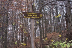 soeder_wald_3_20101110_1157700141
