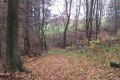 soeder_wald_4_20101110_1311530130