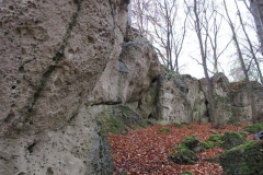 soeder_wald_8_20101110_1074032929