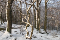 eichsfeld_13_20101203_1138987632
