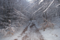 eichsfeld_15_20101203_1005939652