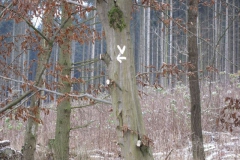 riesenstein_5_20101203_1855891037