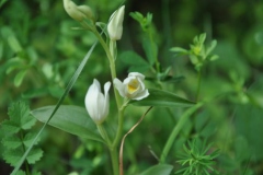 hie-und_kripploecher_8_20130617_1739458064