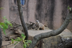 hannover_zoo_2015_100_20150715_1234116810