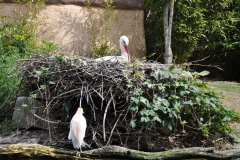 hannover_zoo_2015_181_20150715_1981540555