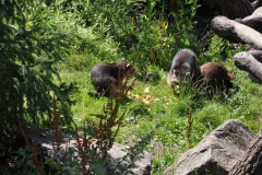 hannover_zoo_2015_200_20150715_1159540902