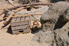 hannover_zoo_2015_209_20150715_1033211524