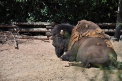 hannover_zoo_2015_215_20150715_1967147976