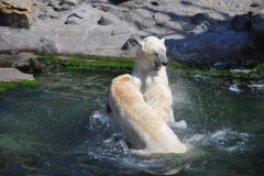 hannover_zoo_2015_298_20150715_1043099253