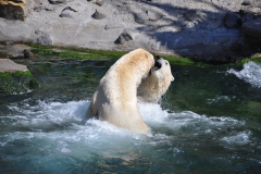 hannover_zoo_2015_322_20150715_1317924649