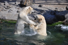 hannover_zoo_2015_329_20150715_1280238292