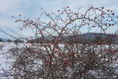 915387d1-d318-466d-b605-1f9a0654a3e0